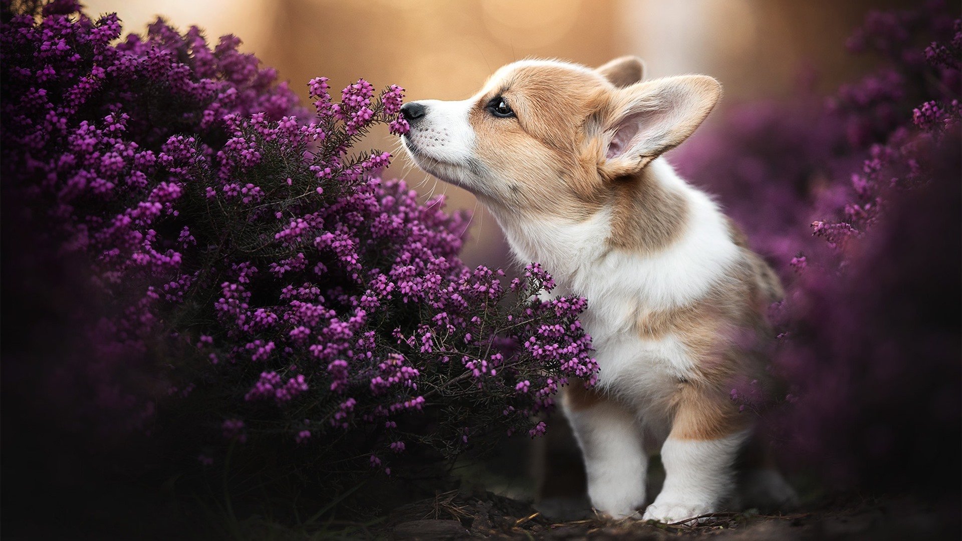 开云体育官网登入-奥预赛中国女足逆袭 球员士气明显提升，中国女足奥预赛分组