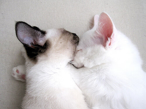 开云体育app注册-瑞典队乒乓战术:高效发球与接发球的巧妙配合,瑞典著名乒乓球有哪些选手