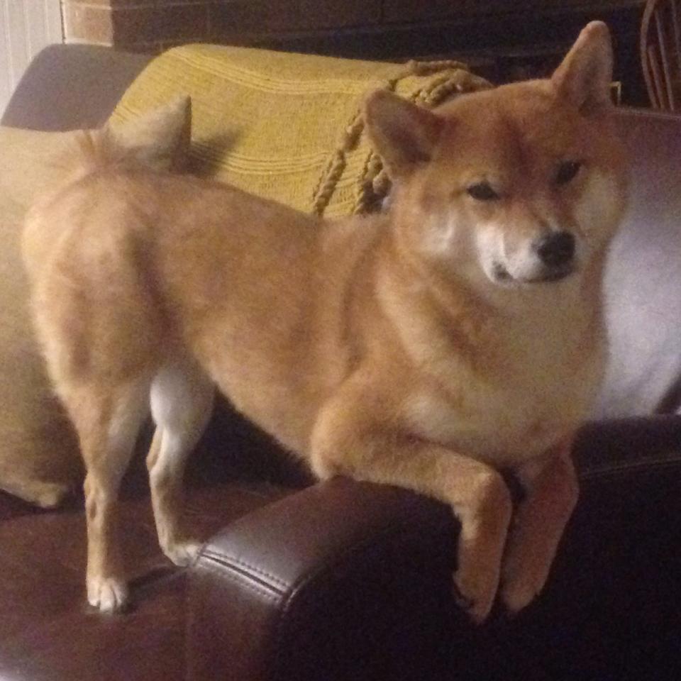 开云体育娱乐-锋线球员是否参与中场组织成为常态机制，什么叫锋线球员