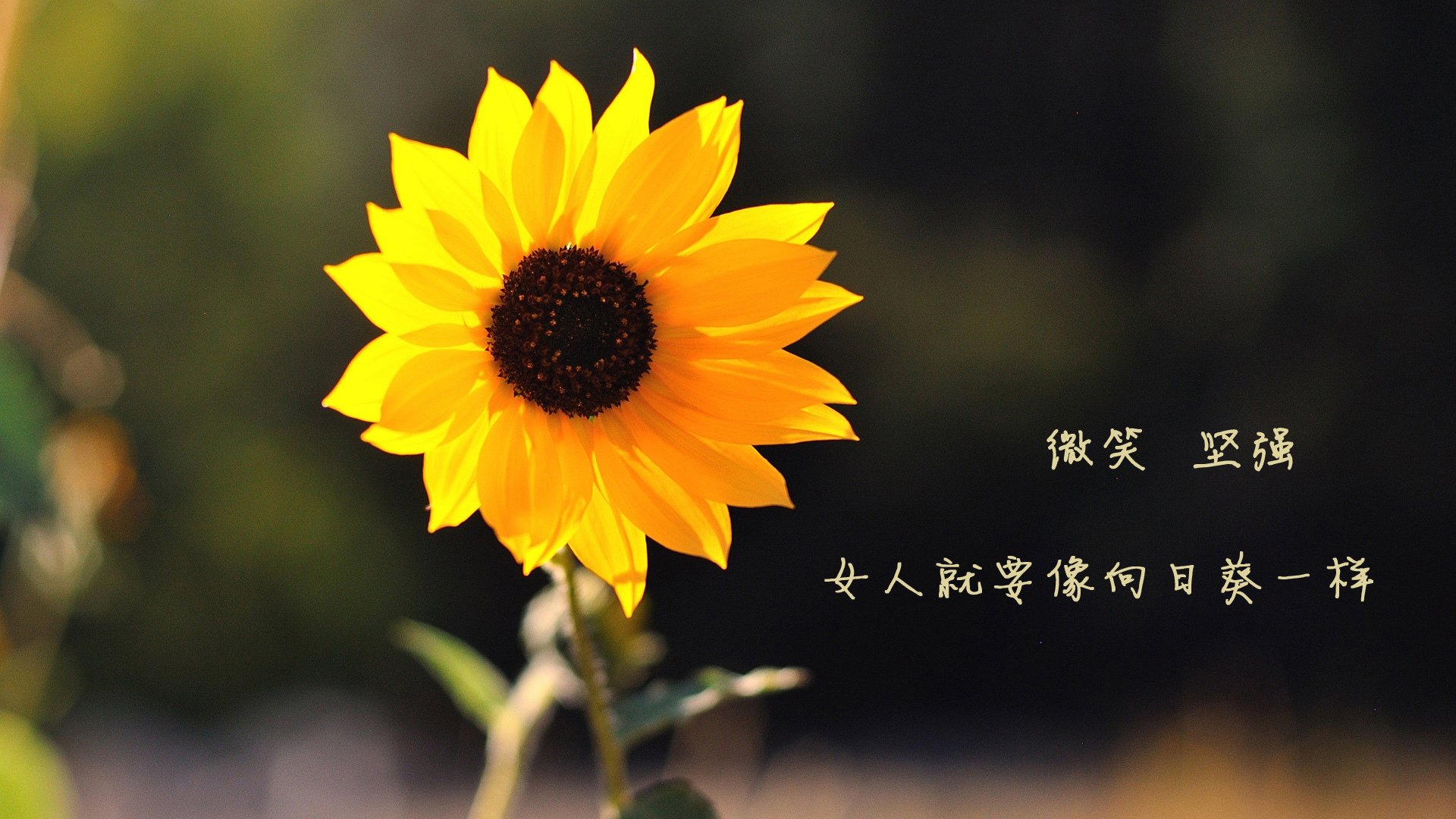 kaiyun网址-丁俊晖助球队拿下关键战斯诺克世锦赛，丁俊晖斯诺克世界锦标赛