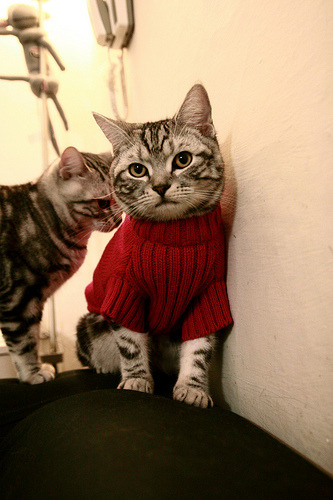 开云ky官网-尼尔·巴特尔的防守技巧,助袋鼠队坚固防线,尼尔巴雷特衣服