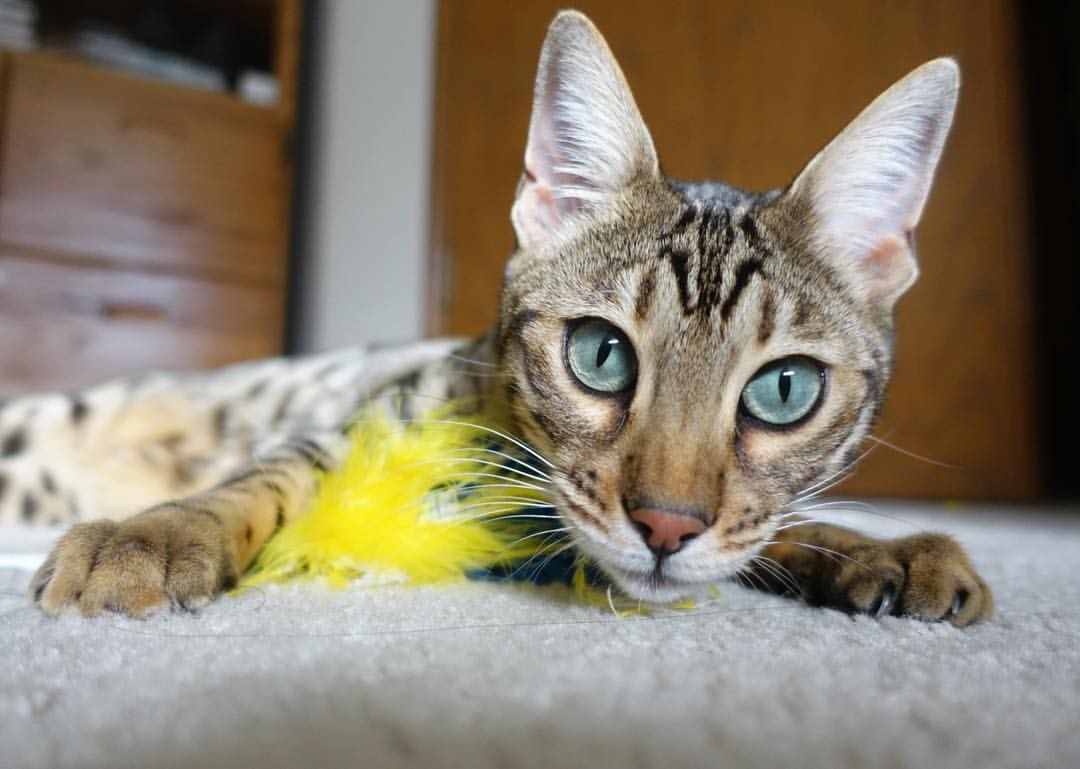 开云体育-欧洲杯变阵夺冠:战术调整带来奇迹!,欧洲杯怎么变2021