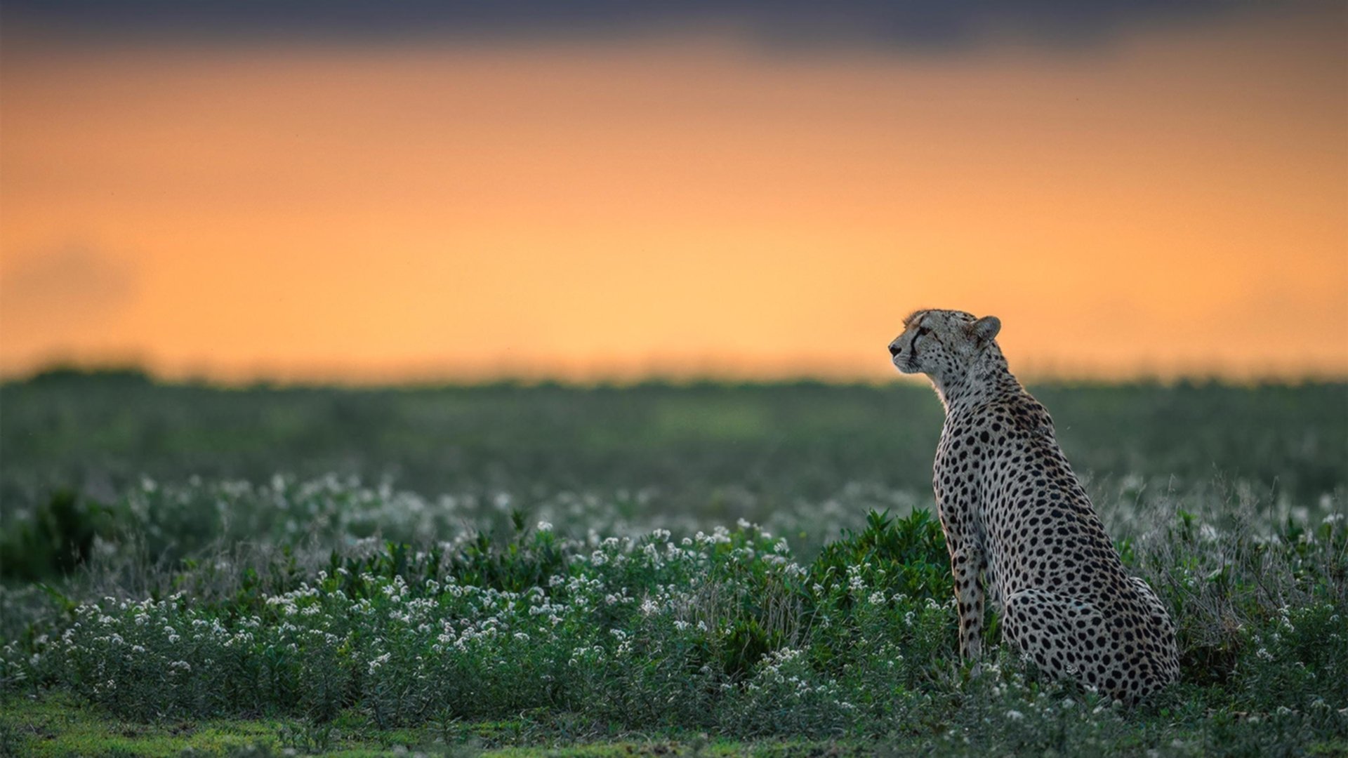 开云体育官网app-英超反击战:快攻速如闪电,英超打防反的球队